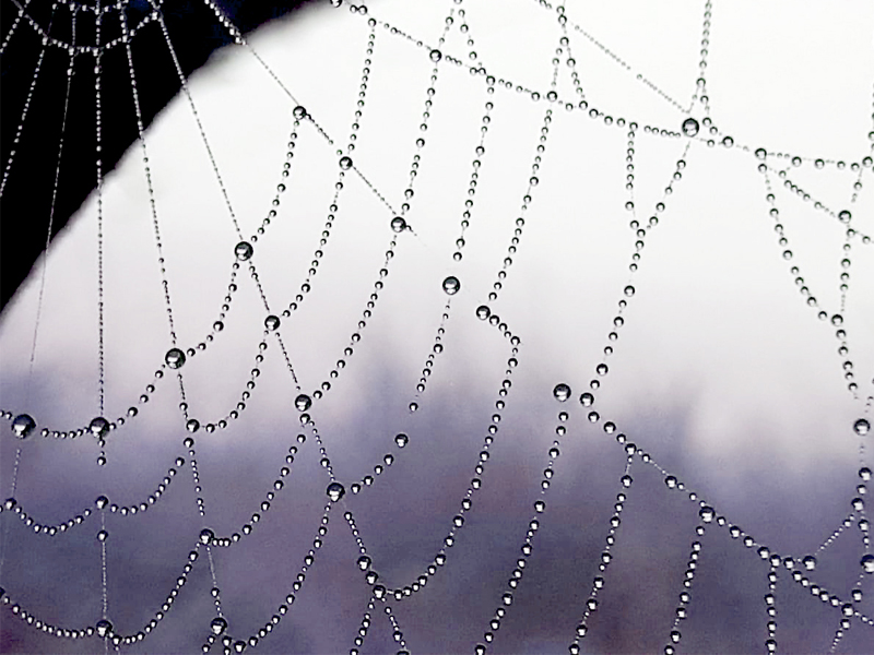 Bild eines Spinnennetzes.